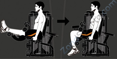 Сгибание ног сидя Steel Flex Hope HLC400