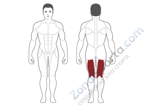 Сгибание ног сидя Steel Flex Hope HLC400